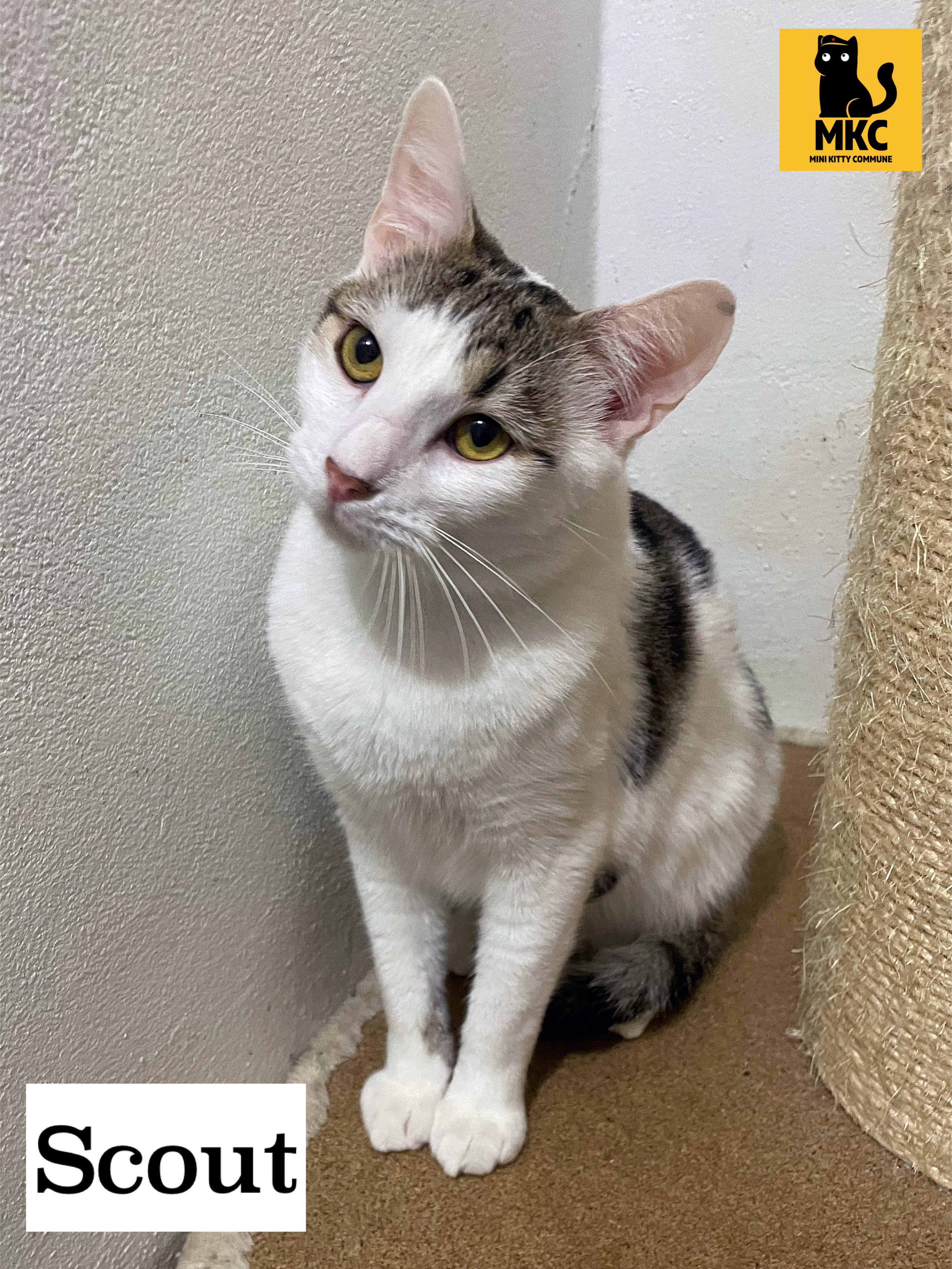 Scout, a white and tabby cat, looking towards the camera